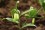 /environment/cache/images/300_250_productGfx_26f82ff45984d3e29cfadbd6067e2d42.jpg