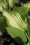 /environment/cache/images/500_0_productGfx_384ca5dbc3aea55a1f798a082134ae51.jpg
