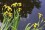 /environment/cache/images/500_0_productGfx_596ee6b8a3cbbac684510ad6b462aae4.jpg
