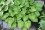 /environment/cache/images/500_0_productGfx_5a9db4c225ff5431d27538cdf2c039d7.jpg