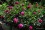 /environment/cache/images/500_0_productGfx_aeef60afd51b0b501d9ef981573f914c.jpg