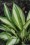 /environment/cache/images/500_0_productGfx_cb2fa23b9605cf5cdb667bd3323b2bd8.jpg