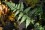 /environment/cache/images/500_0_productGfx_d0be6f8cd4e37a78155924696ffbe4fa.jpg