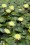 /environment/cache/images/500_0_productGfx_e3d4b5d7ca1aef3a068ca07875676381.jpg