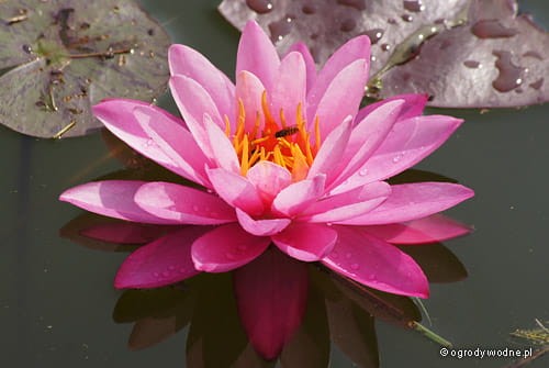 Nymphaea 'Bernice Ikins'