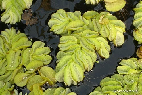 Salvinia natans - Salwinia pływająca