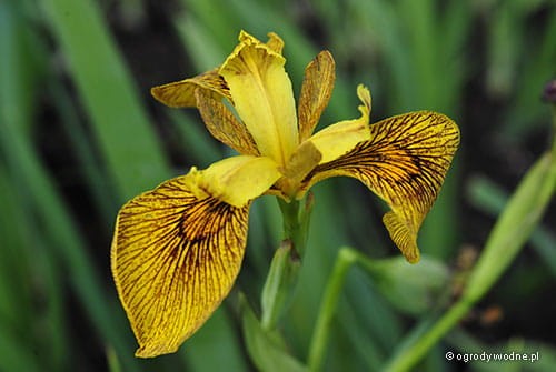 Iris pseudacorus 'Berlin Tiger' - Kosaciec żółty