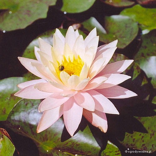 Nymphaea 'Peaches and Cream'