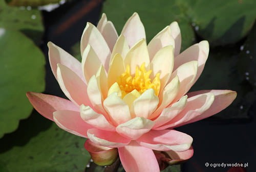 Nymphaea 'Perrys' Orange Sunset'