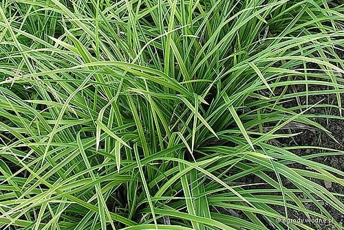 Carex morrowii "Variegata"