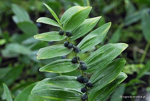 Polygonatum odoratum - owoce