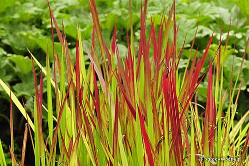 Imperata cylindrica "Red Baron"