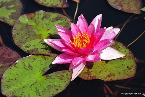 Nymphaea 'Lucida'