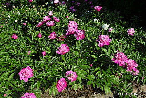 Paeonia 'Duchesse d'Orleans'