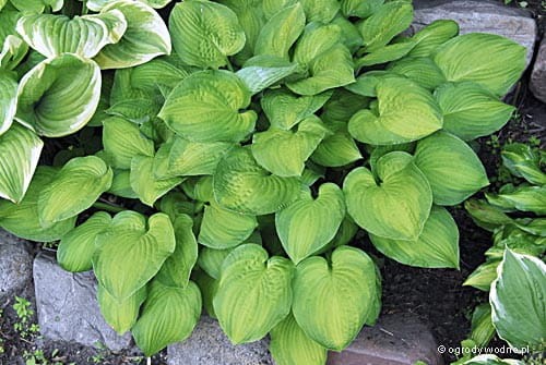 Hosta 'Midwest Magic' - Funkia