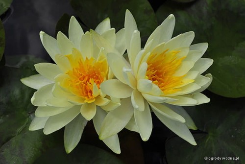 Nymphaea 'Lemon Mist'