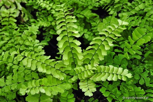 Adiantum pedatum Miss Sharples