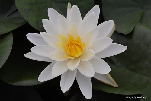 Nymphaea 'Denver'