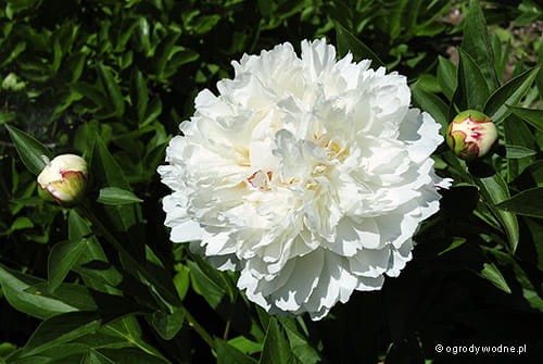 Paeonia 'Comte d'Osmont'