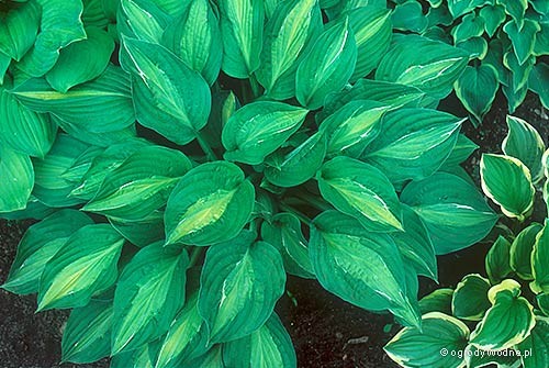 Hosta 'Striptease'