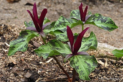 Trillium kurabayashi
