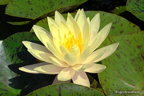 Nymphaea 'Texas Dawn' - Lilia wodna