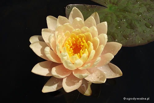 Nymphaea 'Clyde Ikins' - Lilia wodna