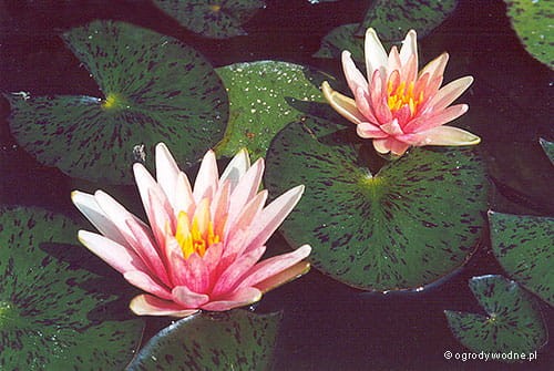 Nymphaea 'Little Sue'