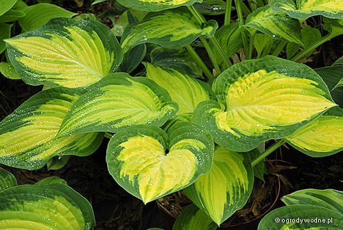Hosta 'Orange Marmalade'