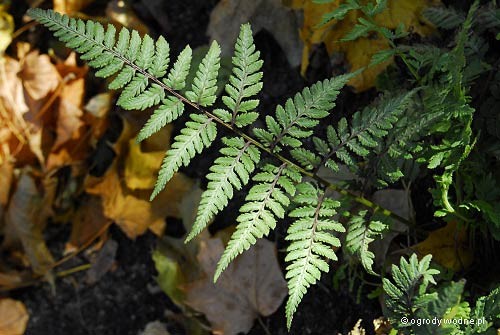 Athyrium niponicum 'Red Beauty'  - Wietlica japońska 'Red Beauty'