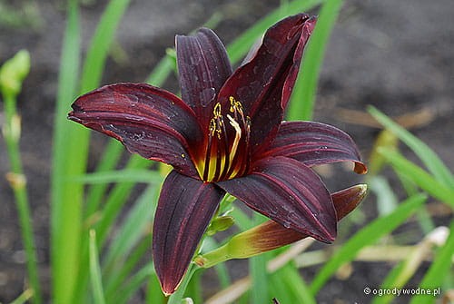 Hemerocallis 'Black Emanuelle'