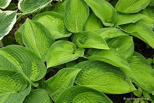 Hosta 'Paradigm'