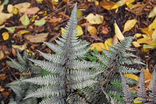 Athyrium niponicum 'Burgundy Lace'
