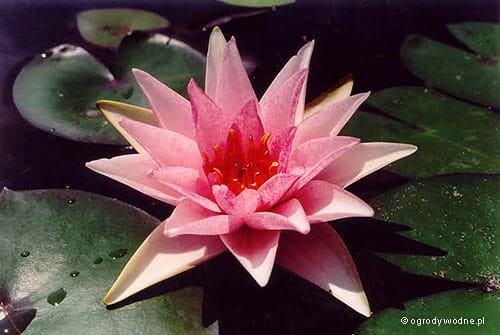 Nymphaea 'Rosy Morn'