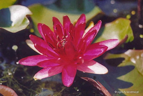 Nymphaea 'Perry's Red Glow'