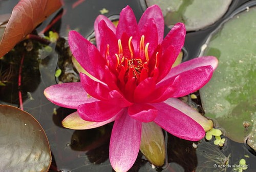 Nymphaea 'Red Paradise'