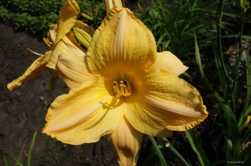 Hemerocallis „Irena”