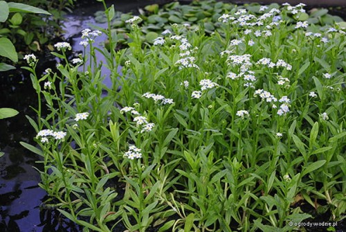 Wyspa niezapominajka