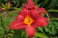 Hemerocallis „Kardynał Wyszyński”