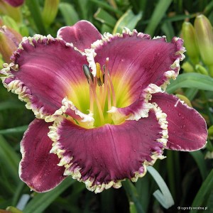 Hemerocallis „Bettylen” - liliowiec