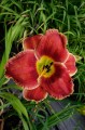 Hemerocallis "Geneva Firetruck"