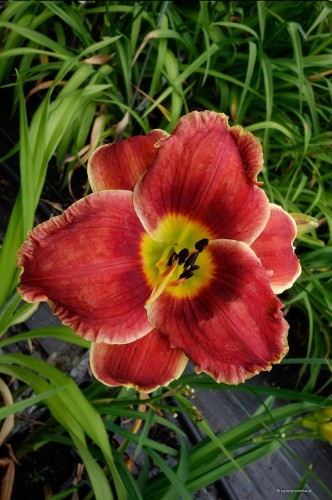 Hemerocallis "Geneva Firetruck"