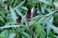 Lysimachia atropurpurea „Beaujolais”