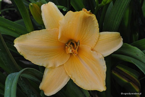 Hemerocallis „Mewa”