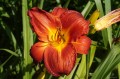 Hemerocallis „Król Jan III Sobieski”