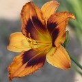 Hemerocallis „Radiant Greetings” fot. JH