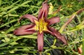 Hemerocallis "Black Arrowhead"