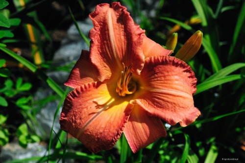 Hemerocallis „Stanisław Moniuszko”