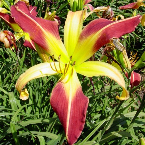 Hemerocallis „Heavenly Mr. Twister”