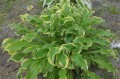 Hosta "Wheee!"